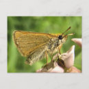 Zoek naar schipper briefkaarten Insecten