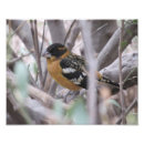 Recherche de jaune sur le noir posters Oiseau