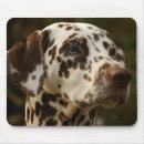 Recherche de dalmatiens tapis souris Dalmate