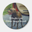 Recherche de pitbull magnete Humour