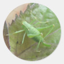 Recherche de cricket autocollants Insecte