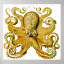 Recherche de octopus illustration posters Octopi