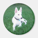 Recherche de berger blanc magnets Chiot