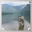 Recherche de malamute posters Chien