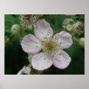 Recherche de blackberry posters Pour tous