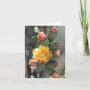Recherche de chola vœux cartes Cactus