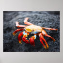 Zoek naar krab posters Blauw