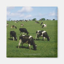 Recherche de vache holstein magnets Animal