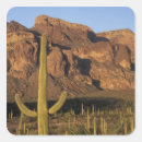 Recherche de pipe autocollants Arizona