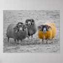 Zoek naar rammen posters Schapen