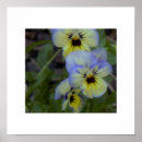 Zoek naar paars geel posters Foto