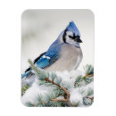 Recherche de geai bleu magnets Faune