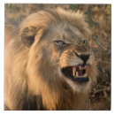 Recherche de africain carreaux Safari