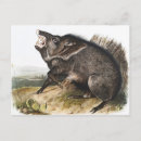 Recherche de sanglier cartes postales Faune