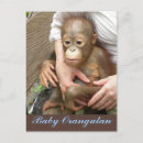 Recherche de bébé jungle cartes postales Animal