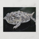 Recherche de reptiles cartes postales Grenouille