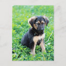 Recherche de chiot de berger allemand cartes postales Animal