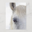 Recherche de visage de cheval cartes postales Blanc
