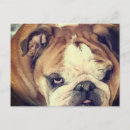 Recherche de de bouledogue français cartes postales Animal de compagnie