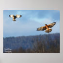 Recherche de harriers posters Raptors