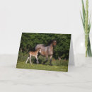 Zoek naar welsh pony kaarten Ras