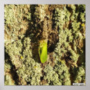 Recherche de sauterelle posters Araignée