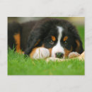 Recherche de os de chien cartes postales Amoureux des animaux