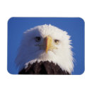 Recherche de prédateur magnets Animal
