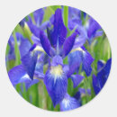 Recherche de iris bleu autocollants Floral