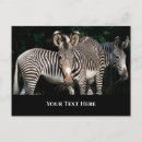 Recherche de zèbre mignon cartes postales Rayures