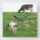 Recherche de lait de vache horloges Animaux