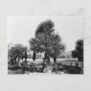 Recherche de jardin de gethsemane cartes postales Jérusalem