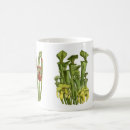 Recherche de plante de broc Botanique