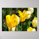 Zoek naar gele tulpen posters Ontwerp