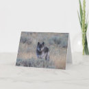 Zoek naar grijze wolf kaarten Dieren