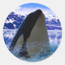 Recherche de orca autocollants Animaux