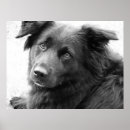 Zoek naar zwarte hond posters Hondenliefhebber
