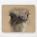 Recherche de autruche tapis souris Oiseau