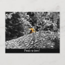 Recherche de tigre cartes postales Orange