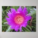 Recherche de figues posters Nature