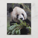Recherche de panda géant cartes postales Noir et blanc