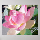 Recherche de lotus flower posters Fleur de lotus