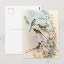 Zoek naar john gould briefkaarten Vintage
