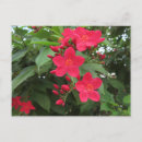 Zoek naar hawaï bloem briefkaarten Natuur