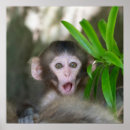 Recherche de jeune animal posters Macaque japonaise