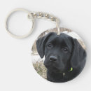 Recherche de labrador porteclés Chiot du labrador