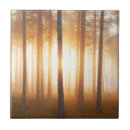 Recherche de pins carreaux Forêt