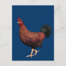 Recherche de éleveur cartes postales Poulet