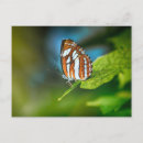 Recherche de papillon orange cartes postales Photographie