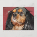Zoek naar cavalier king charles spaniel briefkaarten Dier